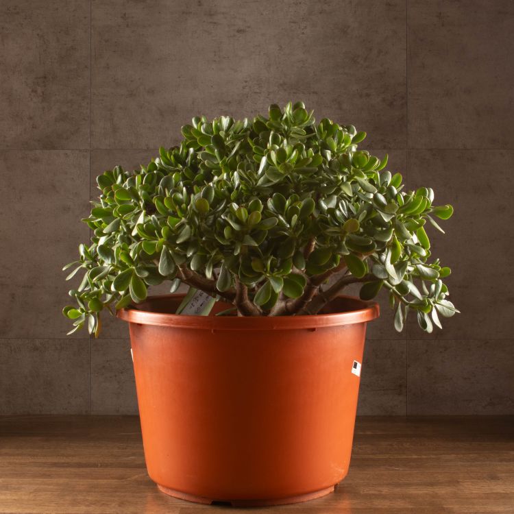 Крассула Овата 60/44 фото 1 &mdash; Luxury Plants
