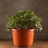 Крассула Овата 60/44 фото 1 &mdash; Luxury Plants