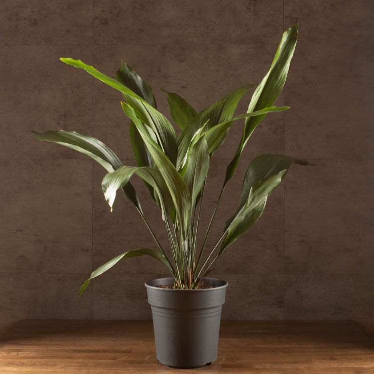 Аспидистра ЭЛАТИОР 90/24 фото 1 &mdash; Luxury Plants