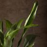 Аспидистра ЭЛАТИОР 90/24 фото 4 &mdash; Luxury Plants