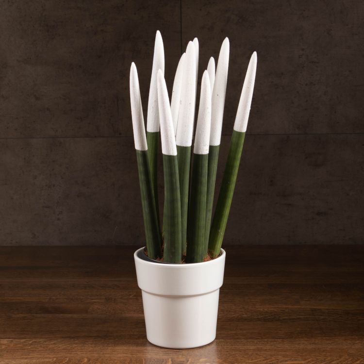 Сансевиерия цилиндрика с белой насадкой в керамике 40/12 фото 1 &mdash; Luxury Plants