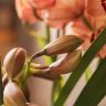 Орхидея Цимбидиум желтая в бордовую полоску D14 фото 3 &mdash; Luxury Plants