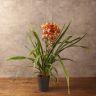 Орхидея Цимбидиум желтая в бордовую полоску D14 фото 2 &mdash; Luxury Plants