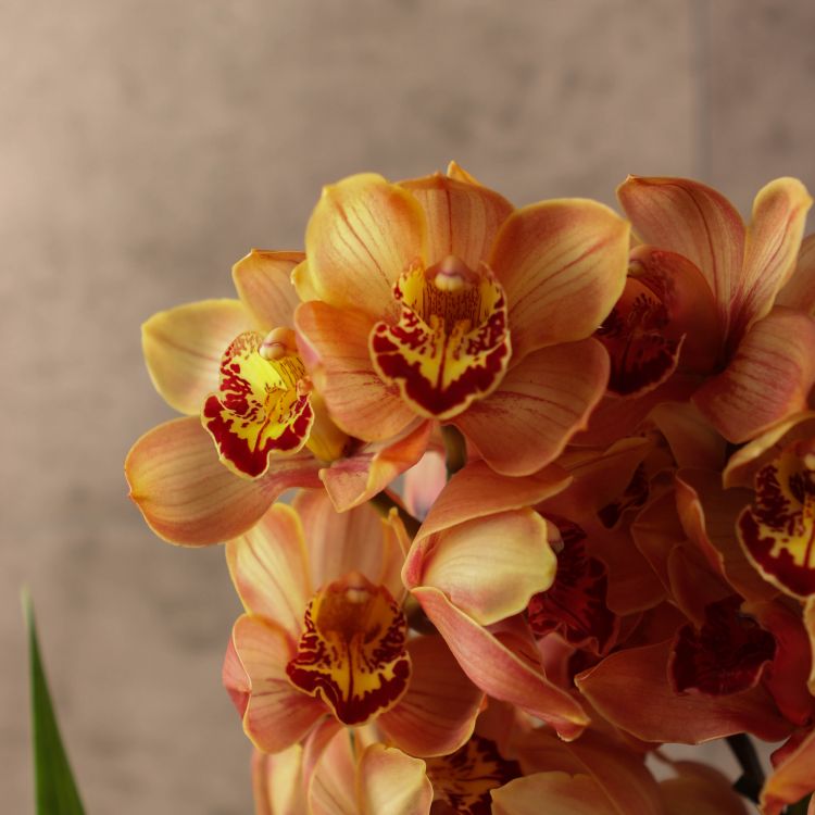 Орхидея Цимбидиум желтая в бордовую полоску D14 фото 1 &mdash; Luxury Plants