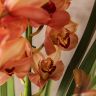 Орхидея Цимбидиум желтая в бордовую полоску D14 фото 4 &mdash; Luxury Plants