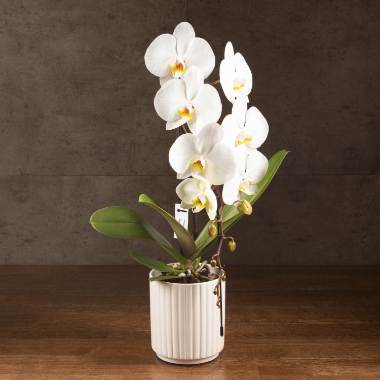 Орхидея Фаленопсис Формидабло белая D12 в рельефном кашпо фото 1 &mdash; Luxury Plants