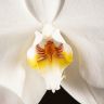 Орхидея Фаленопсис Формидабло белая D12 в рельефном кашпо фото 4 &mdash; Luxury Plants