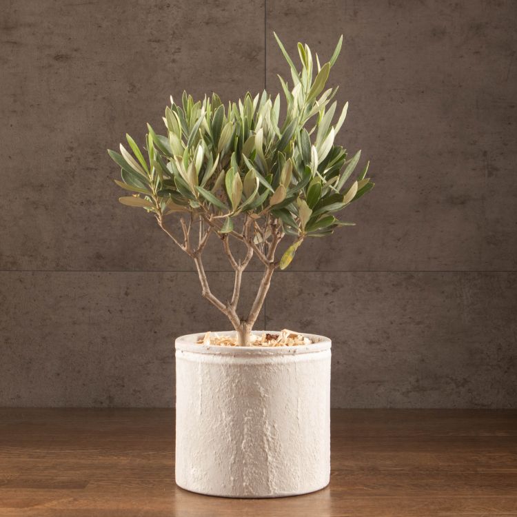 Олива 35/14 в керамическом горшке фото 1 &mdash; Luxury Plants