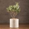 Олива 35/14 в керамическом горшке фото 1 &mdash; Luxury Plants
