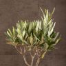 Олива 35/14 в керамическом горшке фото 2 &mdash; Luxury Plants