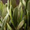 Олива 35/14 в керамическом горшке фото 3 &mdash; Luxury Plants