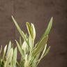 Олива 35/14 в керамическом горшке фото 4 &mdash; Luxury Plants