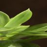 Эхеверия Пекокка д10 фото 4 &mdash; Luxury Plants