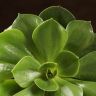 Эхеверия Пекокка д10 фото 5 &mdash; Luxury Plants