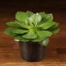 Эхеверия Пекокка д10 фото 1 &mdash; Luxury Plants