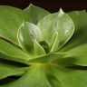 Эхеверия Пекокка д10 фото 2 &mdash; Luxury Plants