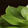 Эхеверия Пекокка д10 фото 3 &mdash; Luxury Plants