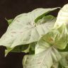 Сингониум Конфети 35/12 фото 2 &mdash; Luxury Plants