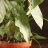Сингониум Конфети 35/12 фото 3 &mdash; Luxury Plants