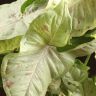 Сингониум Конфети 35/12 фото 4 &mdash; Luxury Plants