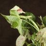 Сингониум Конфети 35/12 фото 5 &mdash; Luxury Plants