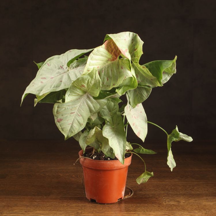 Сингониум Конфети 35/12 фото 1 &mdash; Luxury Plants
