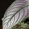 Стробилантес 50/15 фото 5 &mdash; Luxury Plants