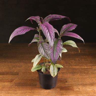 Стробилантес 50/15 &mdash; Luxury Plants