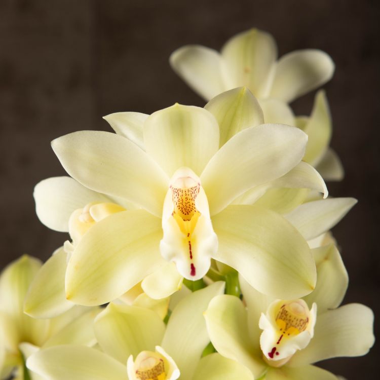 Орхидея Цимбидиум бледно-салатовая с розовым D14 фото 1 &mdash; Luxury Plants