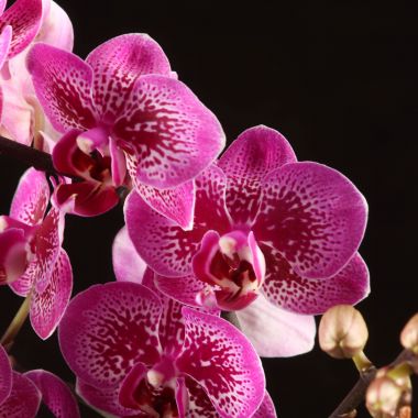 Орхидея Фаленопсис мультифлора  Happy Hour 2ст &mdash; Luxury Plants