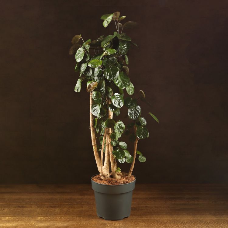 Полисциас 110/24 фото 1 &mdash; Luxury Plants