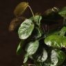 Полисциас 110/24 фото 2 &mdash; Luxury Plants