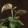Полисциас 110/24 фото 4 &mdash; Luxury Plants
