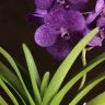 Орхидея Ванда мини в стекле фиолетовая фото 3 &mdash; Luxury Plants