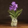 Орхидея Ванда мини в стекле фиолетовая фото 1 &mdash; Luxury Plants