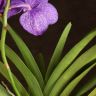Орхидея Ванда мини в стекле фиолетовая фото 5 &mdash; Luxury Plants