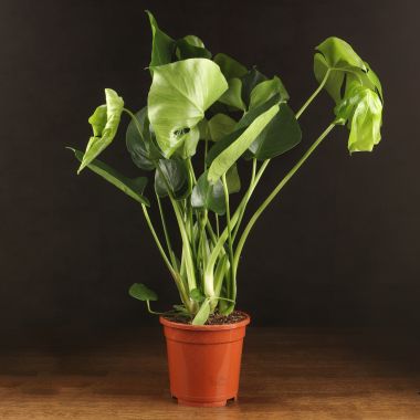 Монстера 65/17 &mdash; Luxury Plants