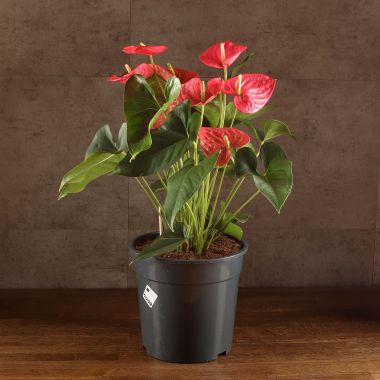 Антуриум Карма Пинк 70/27 &mdash; Luxury Plants