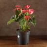 Антуриум Карма Пинк 70/27 фото 1 &mdash; Luxury Plants