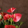 Антуриум Карма Пинк 70/27 фото 2 &mdash; Luxury Plants