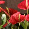 Антуриум Карма Пинк 70/27 фото 4 &mdash; Luxury Plants