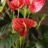Антуриум Карма Пинк 70/27 фото 3 &mdash; Luxury Plants