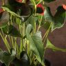 Антуриум Карма Пинк 70/27 фото 5 &mdash; Luxury Plants