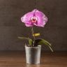 Орхидея Фаленопсис Синголо Даймонд Скай D9 фото 1 &mdash; Luxury Plants