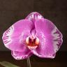 Орхидея Фаленопсис Синголо Даймонд Скай D9 фото 2 &mdash; Luxury Plants
