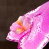 Орхидея Фаленопсис Синголо Даймонд Скай D9 фото 3 &mdash; Luxury Plants