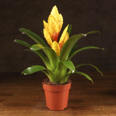 Вриезия оранжево-желтая 35/12 &mdash; Luxury Plants
