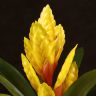 Вриезия оранжево-желтая 35/12 фото 2 &mdash; Luxury Plants