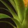 Вриезия оранжево-желтая 35/12 фото 5 &mdash; Luxury Plants