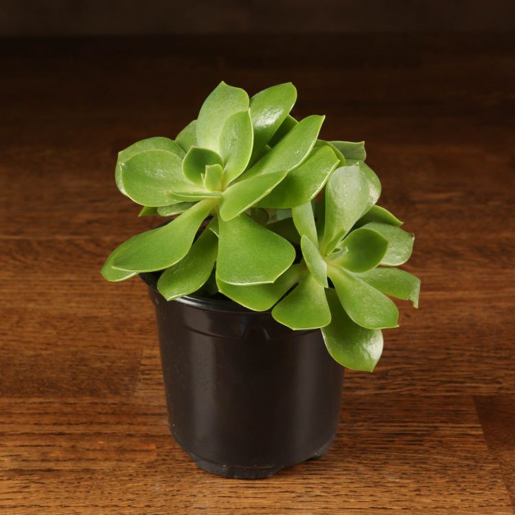 Эхеверия Пекокка д8 фото 1 &mdash; Luxury Plants